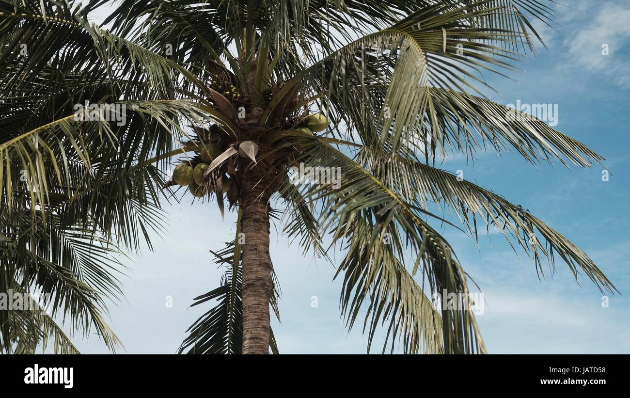 Coconut Palms with Coconut Fruits with Green Leaves and Blue Sky in Pattaya Beach Thailand Stock Photo