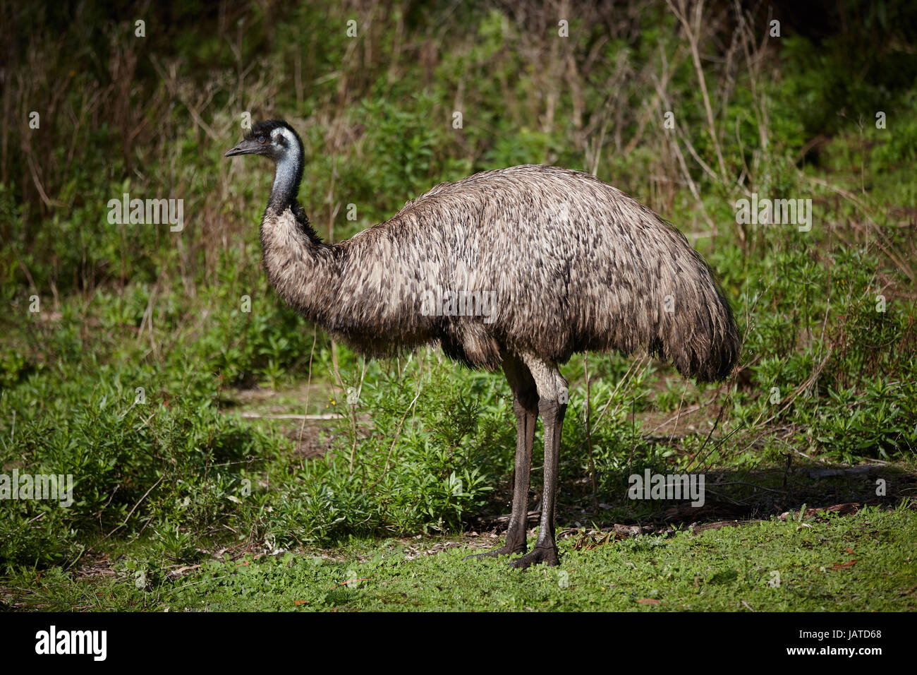 The Australian Emu, is a large flightless bird often seen grazing beside the roadside. Stock Photo