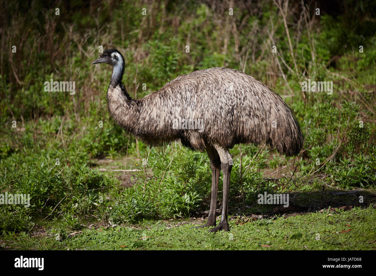 Australian Flightless Birds