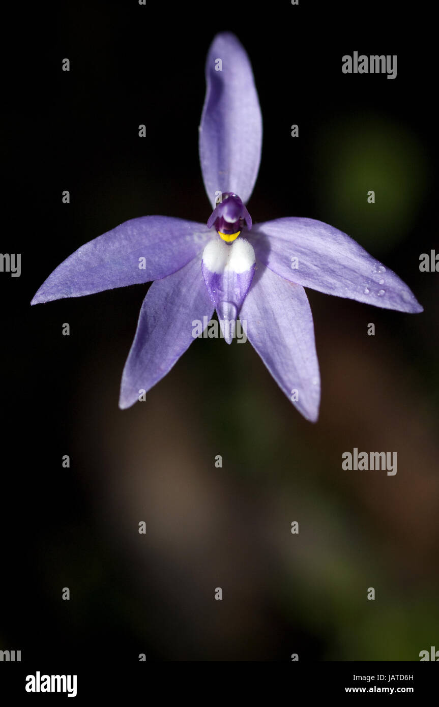 Australian native orchid, Glossodia major or commonly called Wax-lip Orchid. Grows to about 25cm in height, and varies in colour from almost white thr Stock Photo