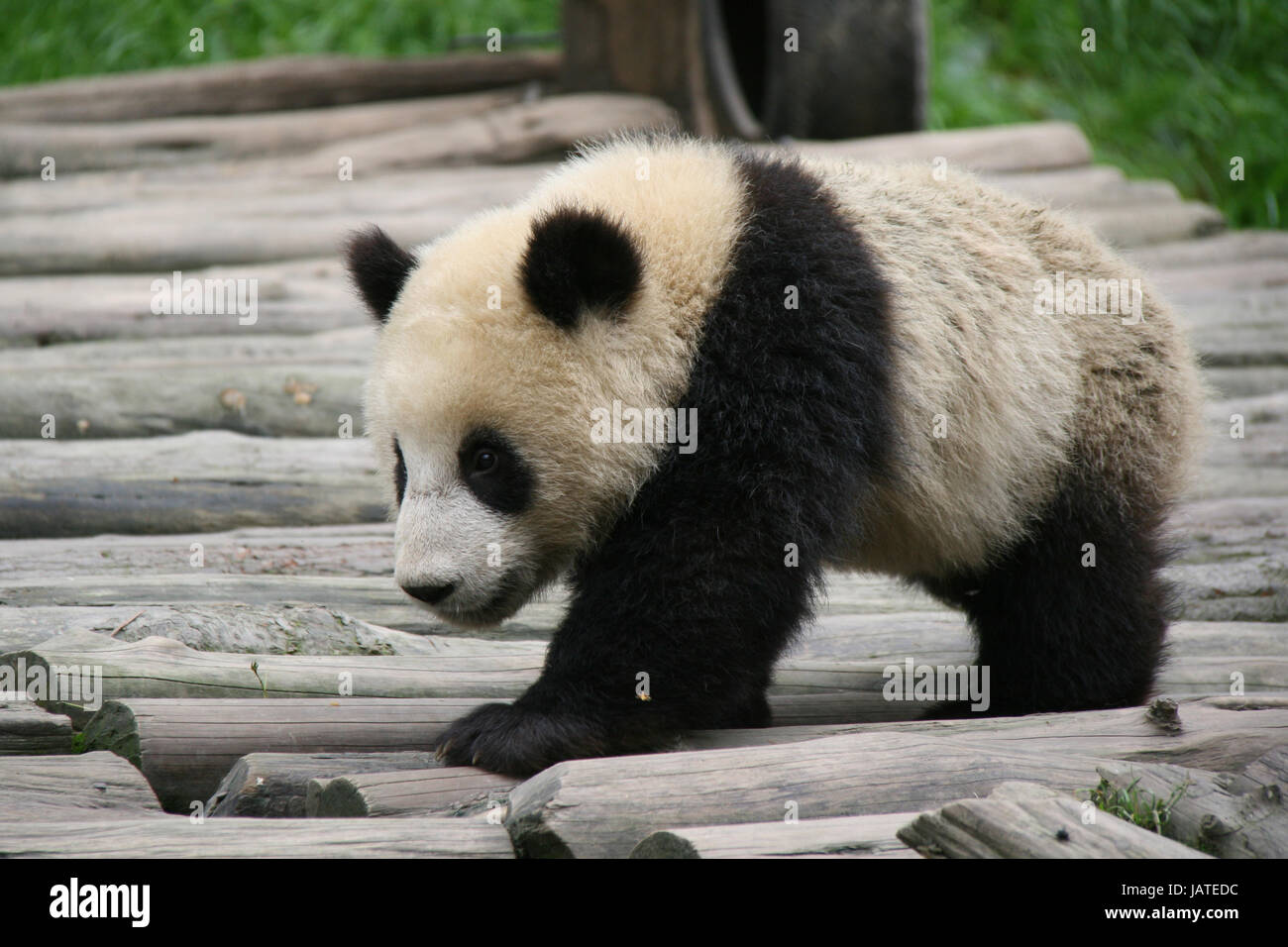 Panda In A Reserve In Sichuan China Stock Photo Alamy Panda In A Reserve In Sichuan China Stock Photo Alamy