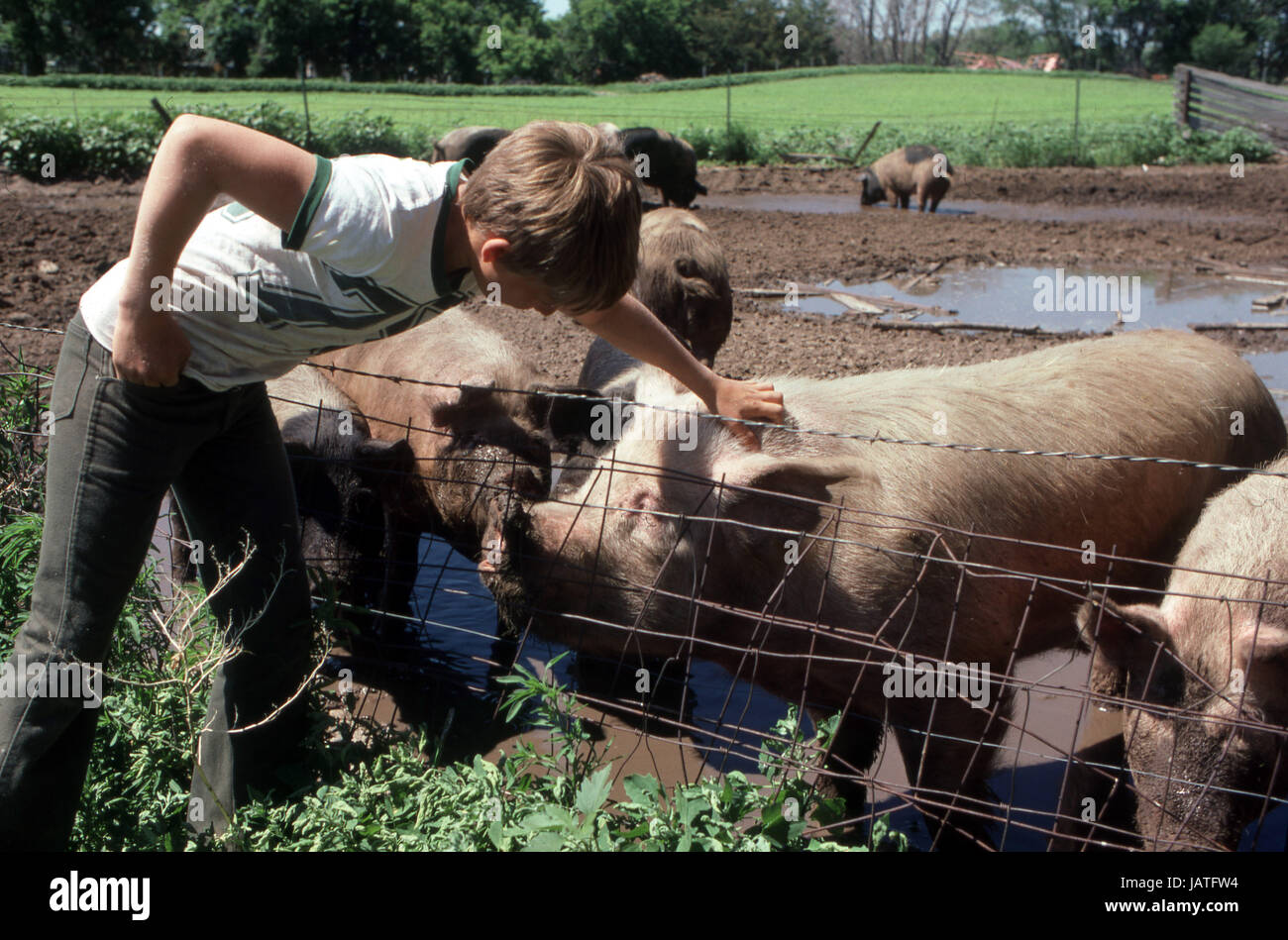 young boy petting a pig in the farmers field Stock Photo