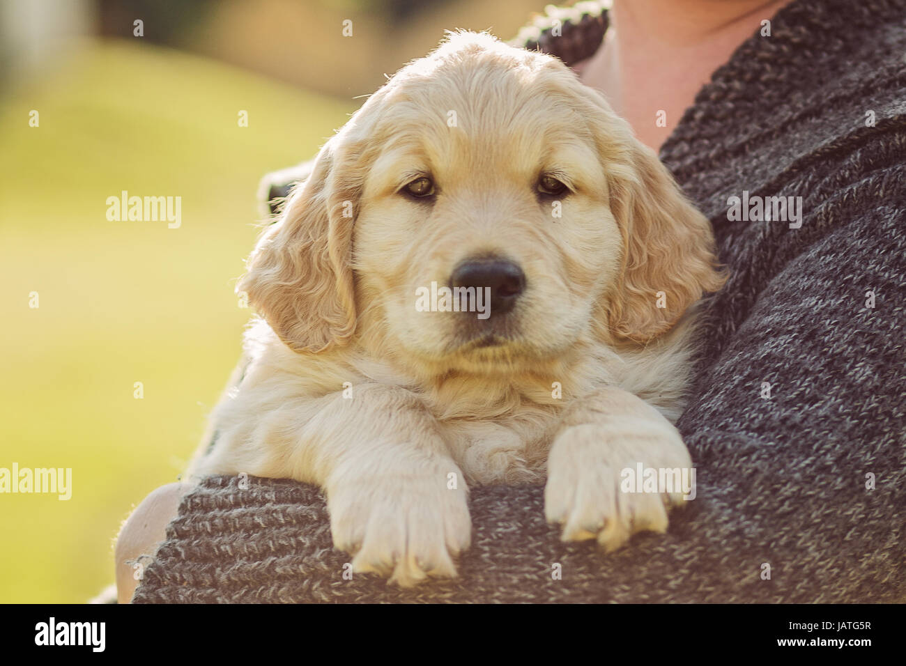 Golden Retriever Pupy In Arms Stock Photo Alamy