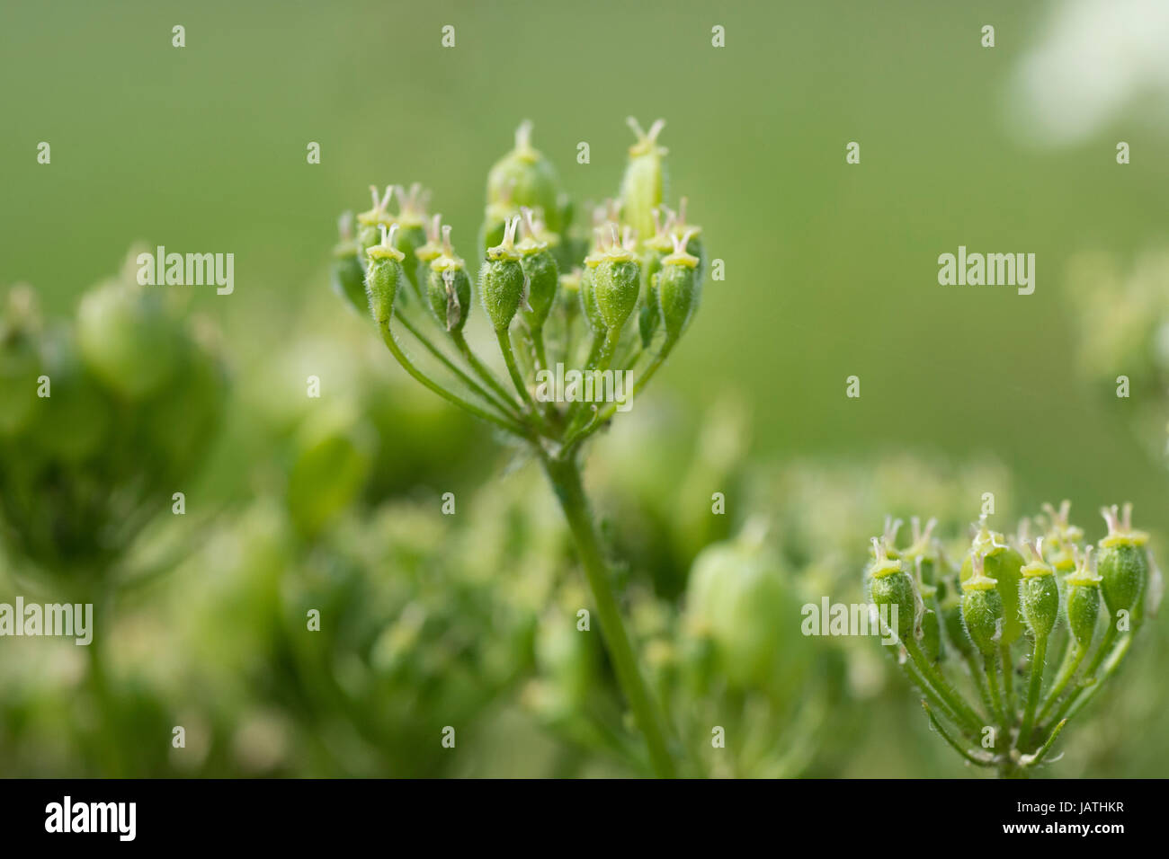 cow parsley (Anthriscus sylvestris) seed heads Stock Photo - Alamy