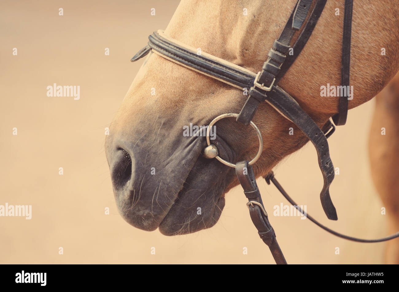Horse nose or muzzle with bit and bridle Stock Photo Alamy