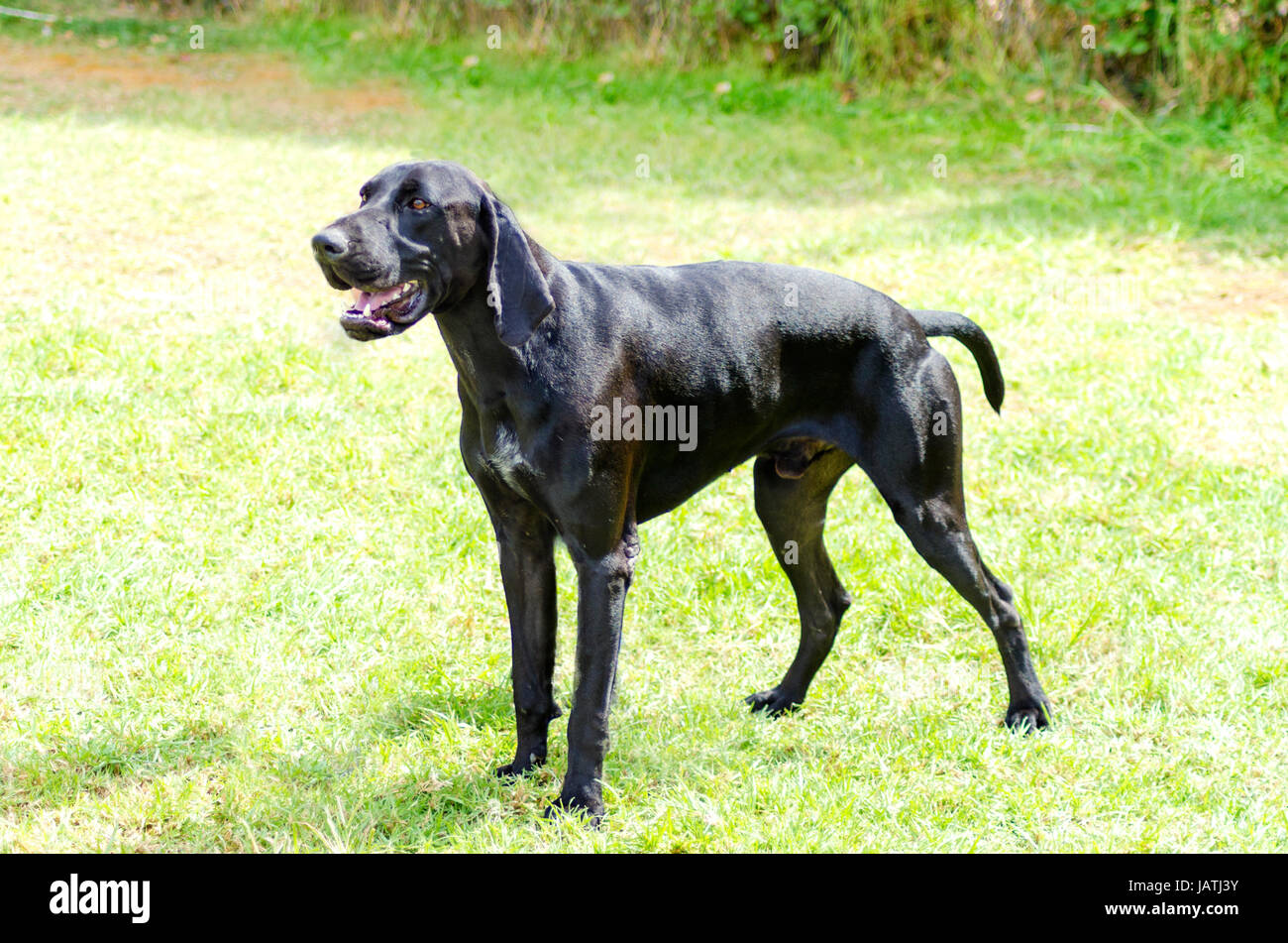 A young, beautiful black German Shorthaired Pointer dog standing on the  grass The German Short-haired Pointing Dog has long floppy ears and muzzle  and is used for hunting Stock Photo - Alamy