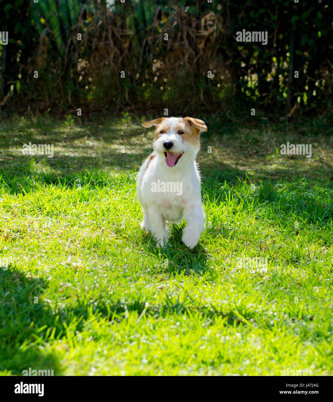 Rough coated jack russell hires stock photography and images Alamy