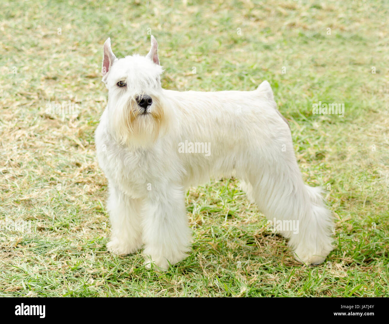 How To Keep Miniature Schnauzer Beard White