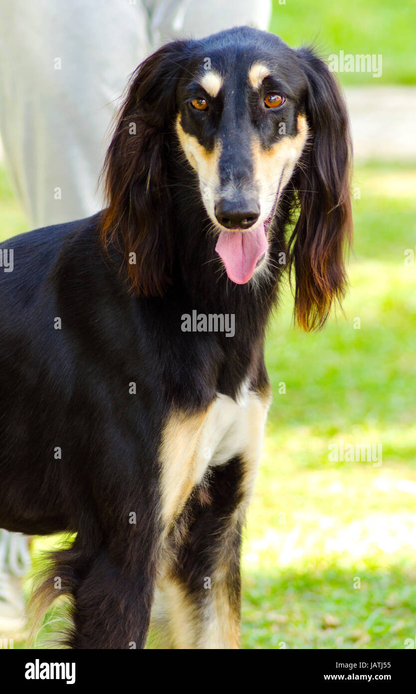 A close up of a healthy beautiful grizzle, black and tan, Saluki standing on the lawn looking happy and cheerful. Persian Greyhound dogs are slim and slender with a long narrow head. Stock Photo