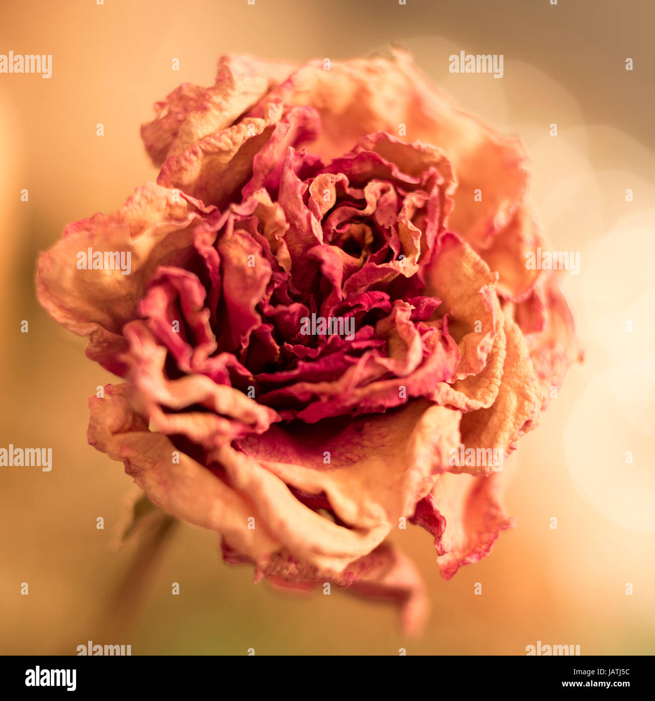 Getrocknete Rose mit geringer Schärfentiefe Stock Photo