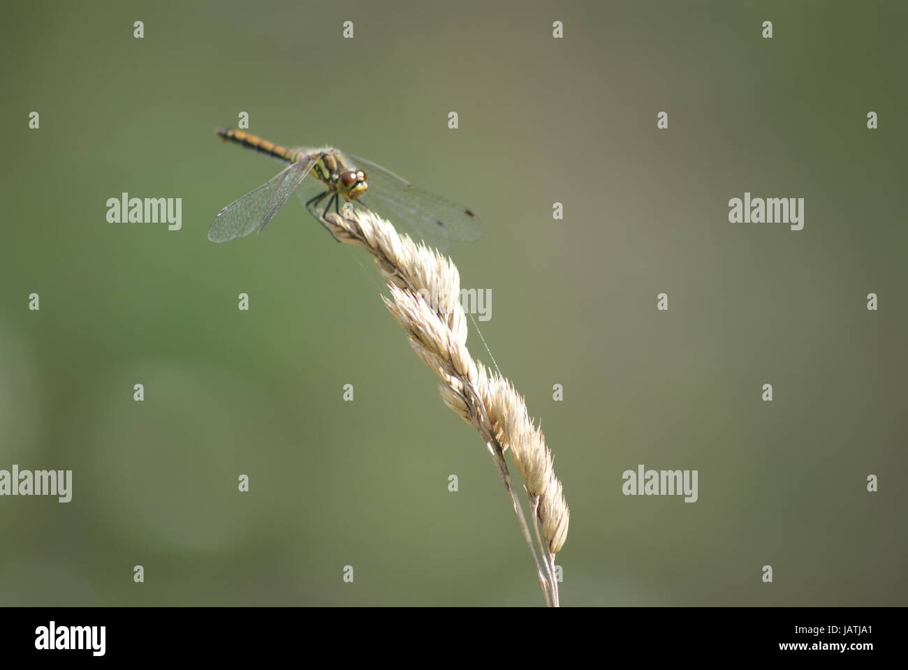 red dragonfly on blade of grass Stock Photo - Alamy