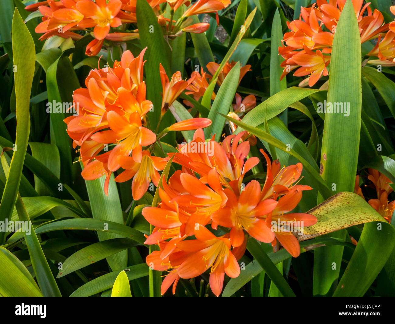 Kaffir Lily (Schizostylis coccinea) in full bloom Stock Photo