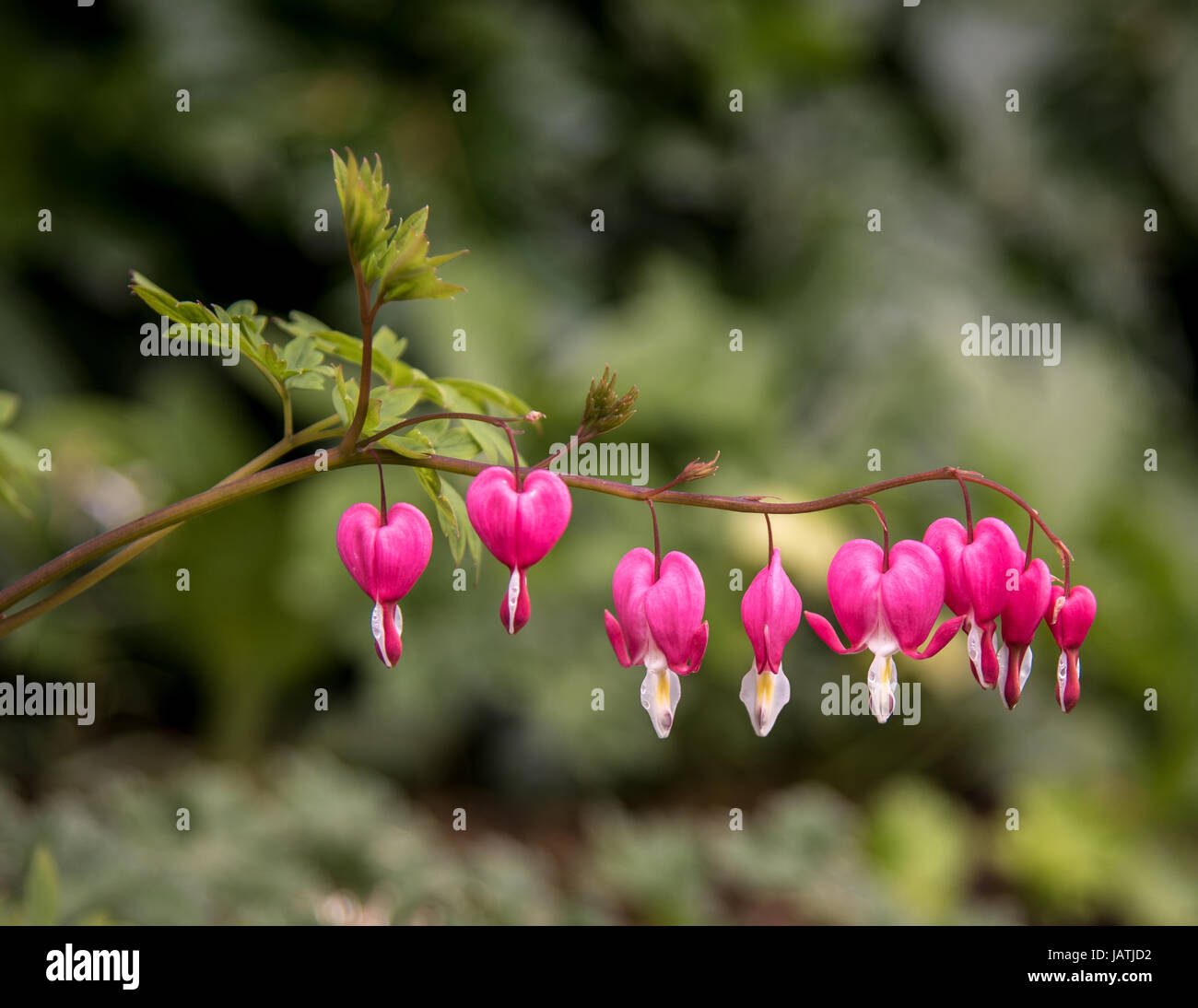 Flowers of the bleeding heart plant, Dicentra spectabilis Stock Photo