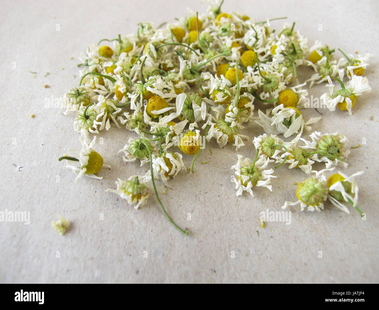 dried camomile blossoms on paper Stock Photo