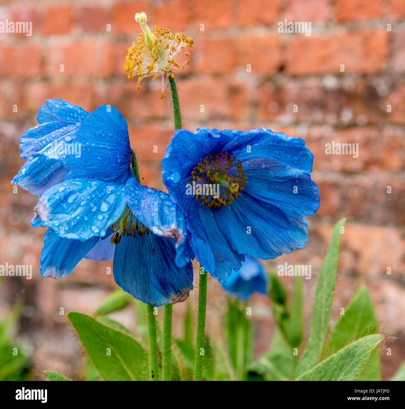 Blue poppy flowers (Himalayan blue poppies Stock Photo Alamy