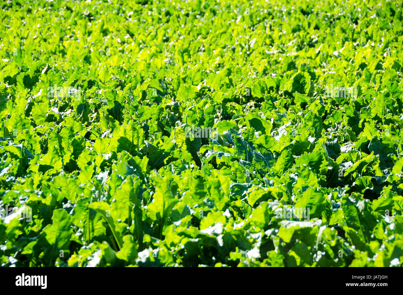 A field of sugar beet plants, beta vulgaris on a sunny day Stock Photo