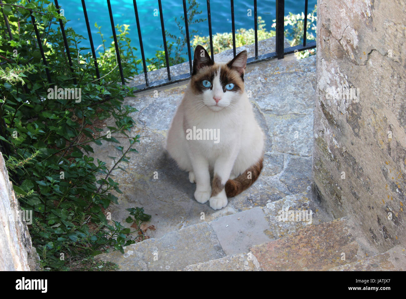 domestic cat, seal point white, sitting on stairs by the sea Stock Photo