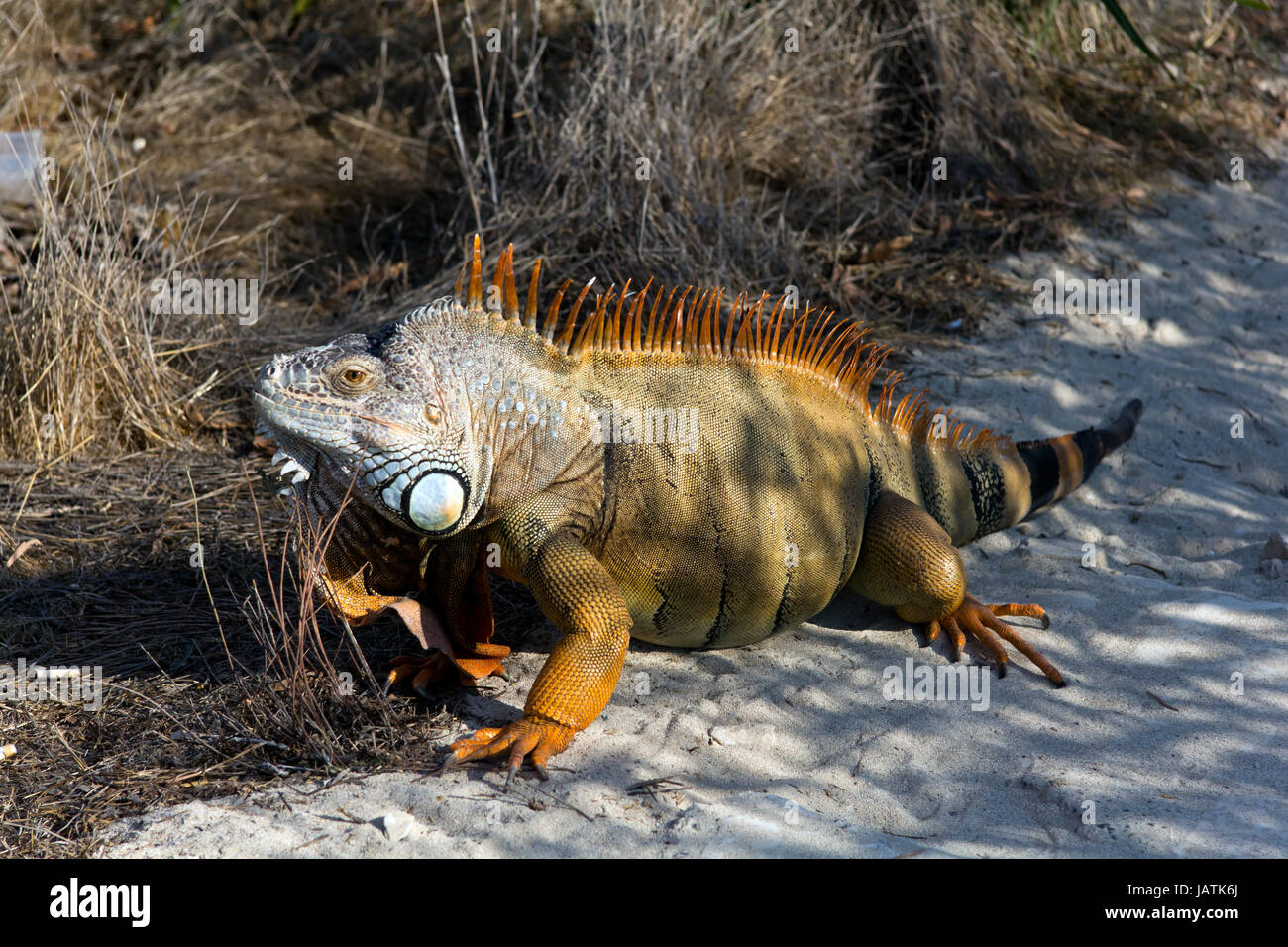Lizard Crawler Reptile lizard saurian hovel crawler hi-res stock photography and ...
