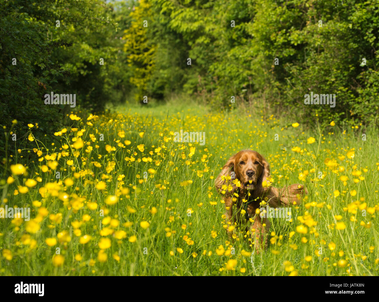 Walking through meadow hi-res stock photography and images - Alamy
