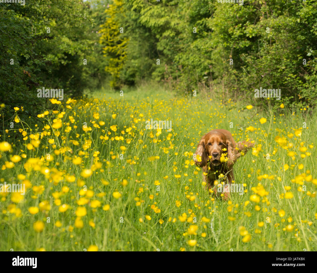Walking through meadow hi-res stock photography and images - Alamy