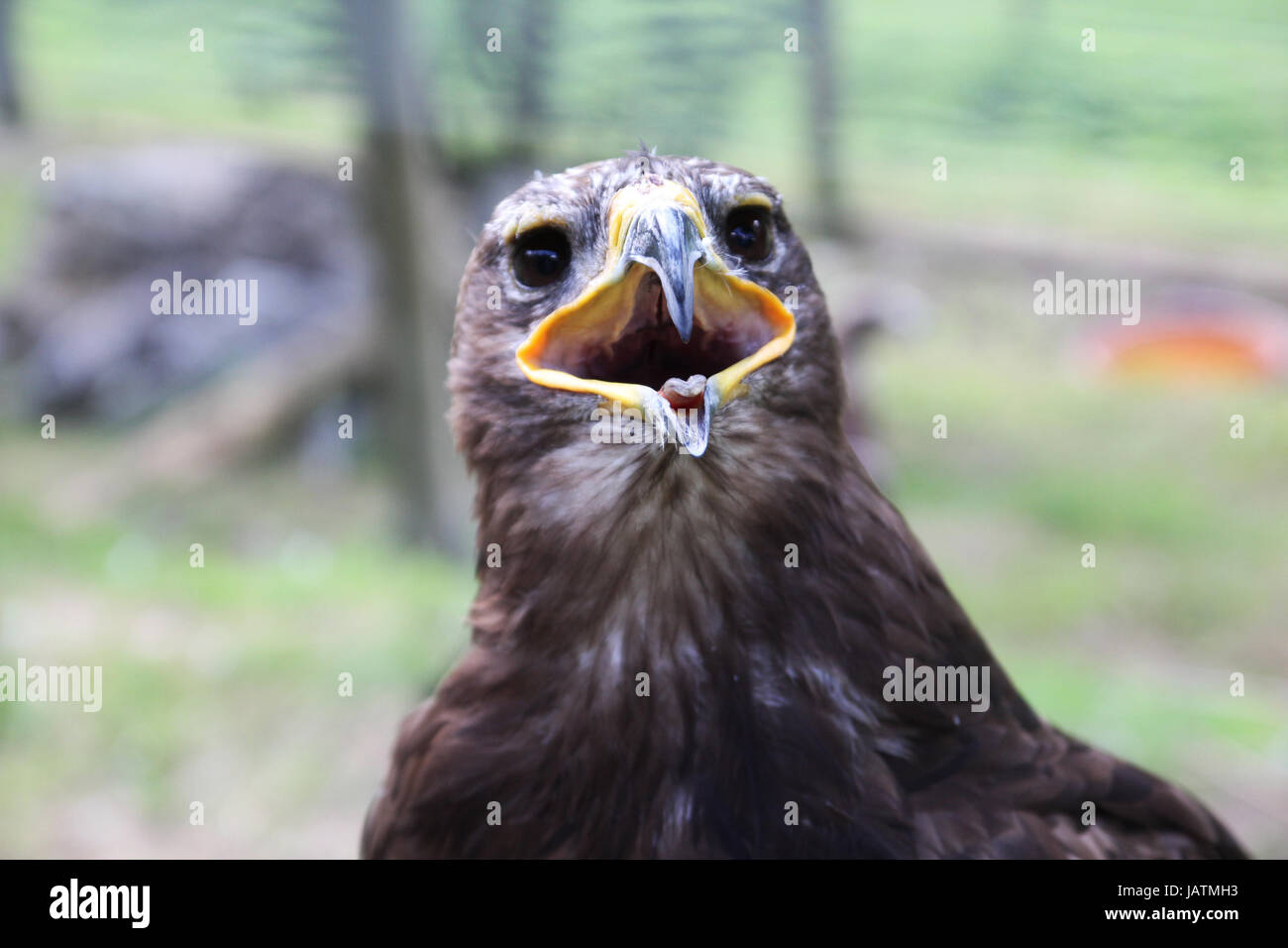 eagle Stock Photo