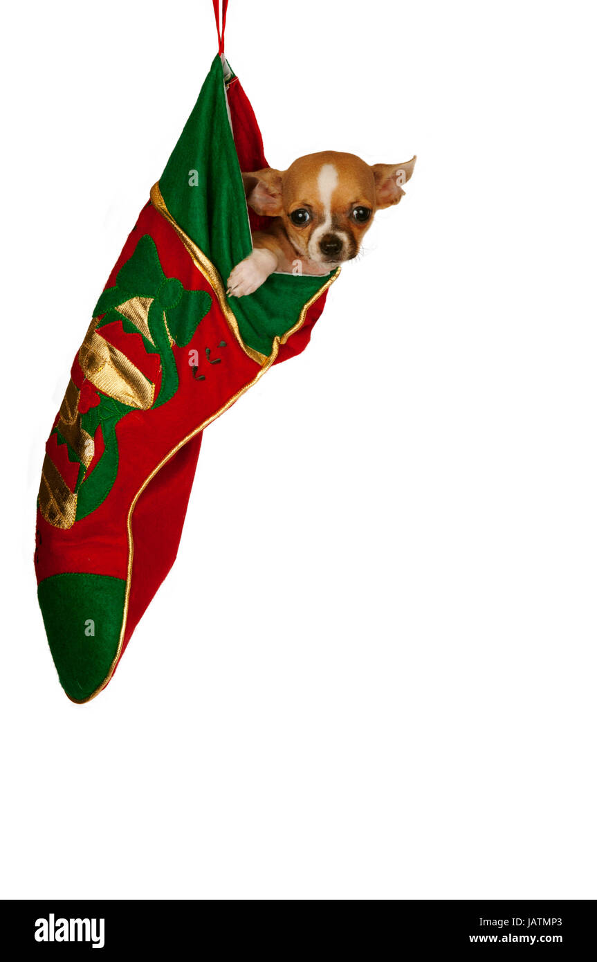 Chihuahua Christmas Dog Christmas Stocking Chihuahua Stocking