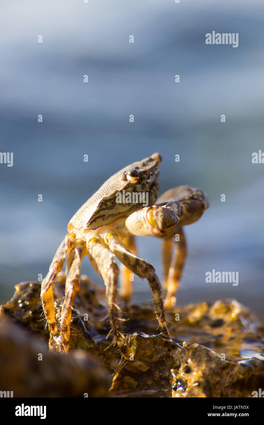 crab Stock Photo