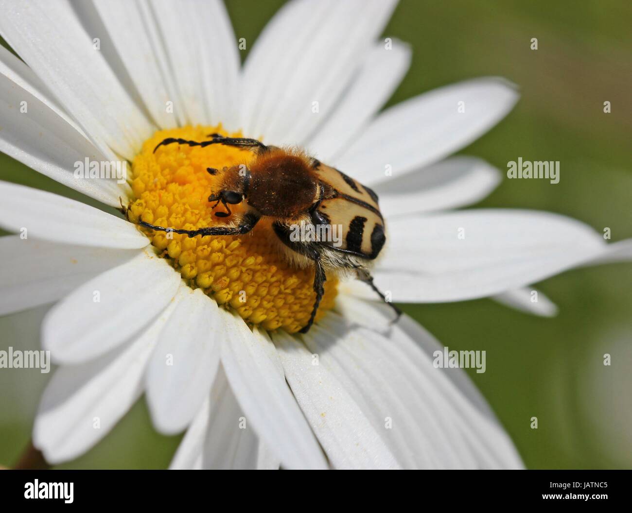 bee beetle (trichius fasciatus) on a daisy Stock Photo