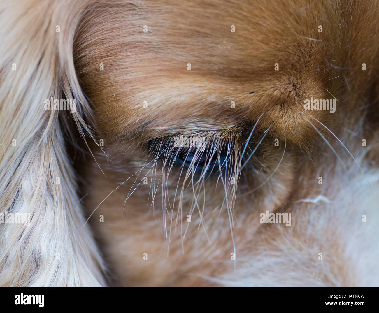The eye and eye lashes of a sprocker Stock Photo