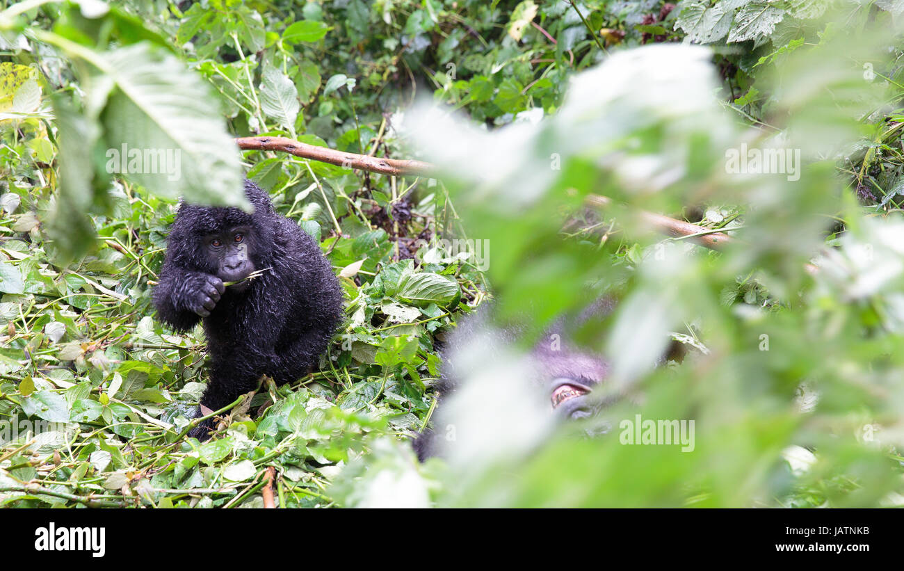 Gorillas in Uganda Stock Photo Alamy