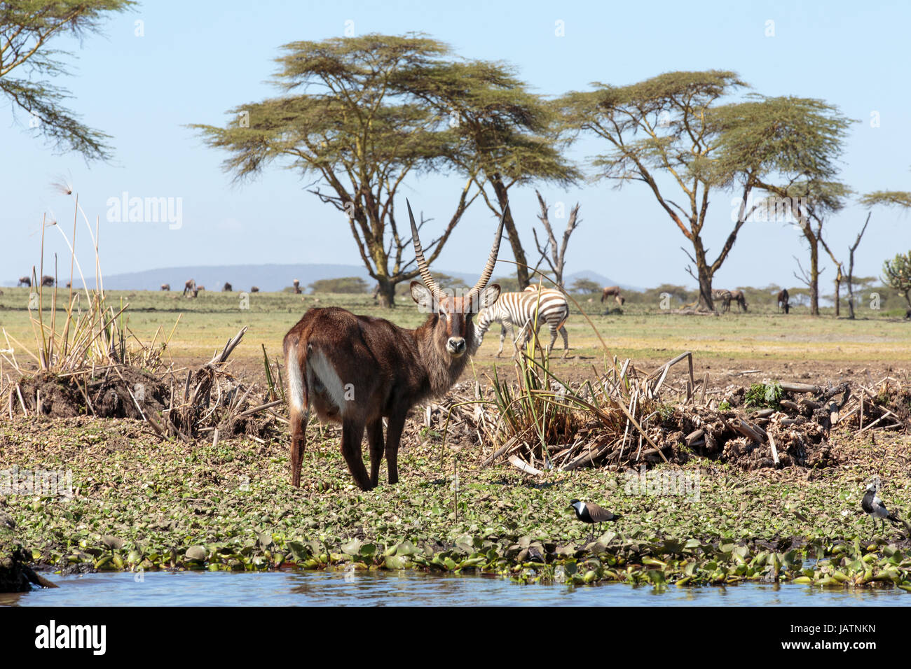 A waterbuck on the side of lake Naivasha Stock Photo