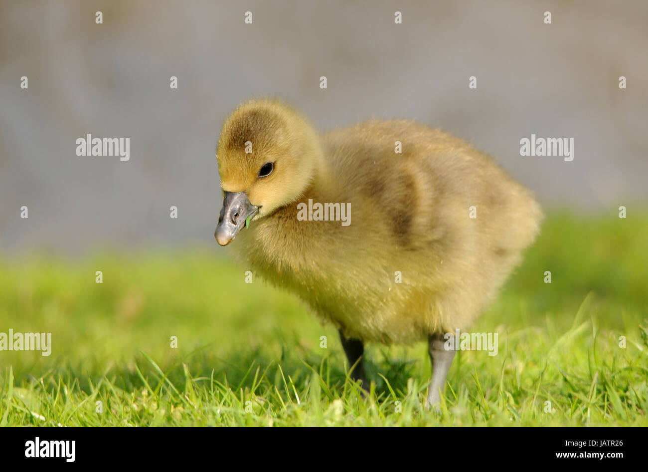 goslings Stock Photo