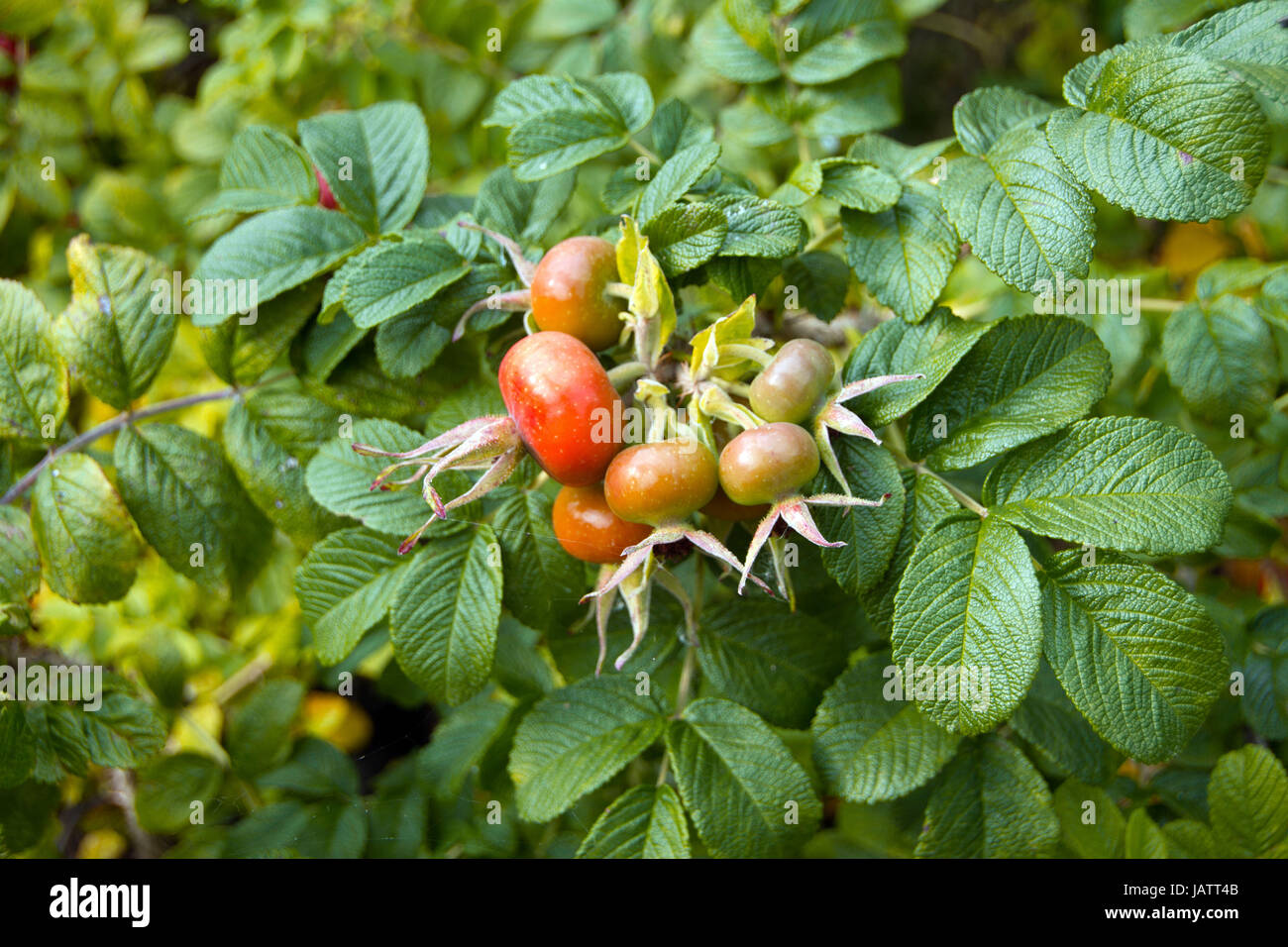 dog rose fruit Stock Photo Alamy