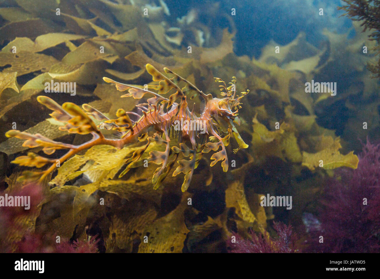 leafy sea dragon underwater macro Stock Photo