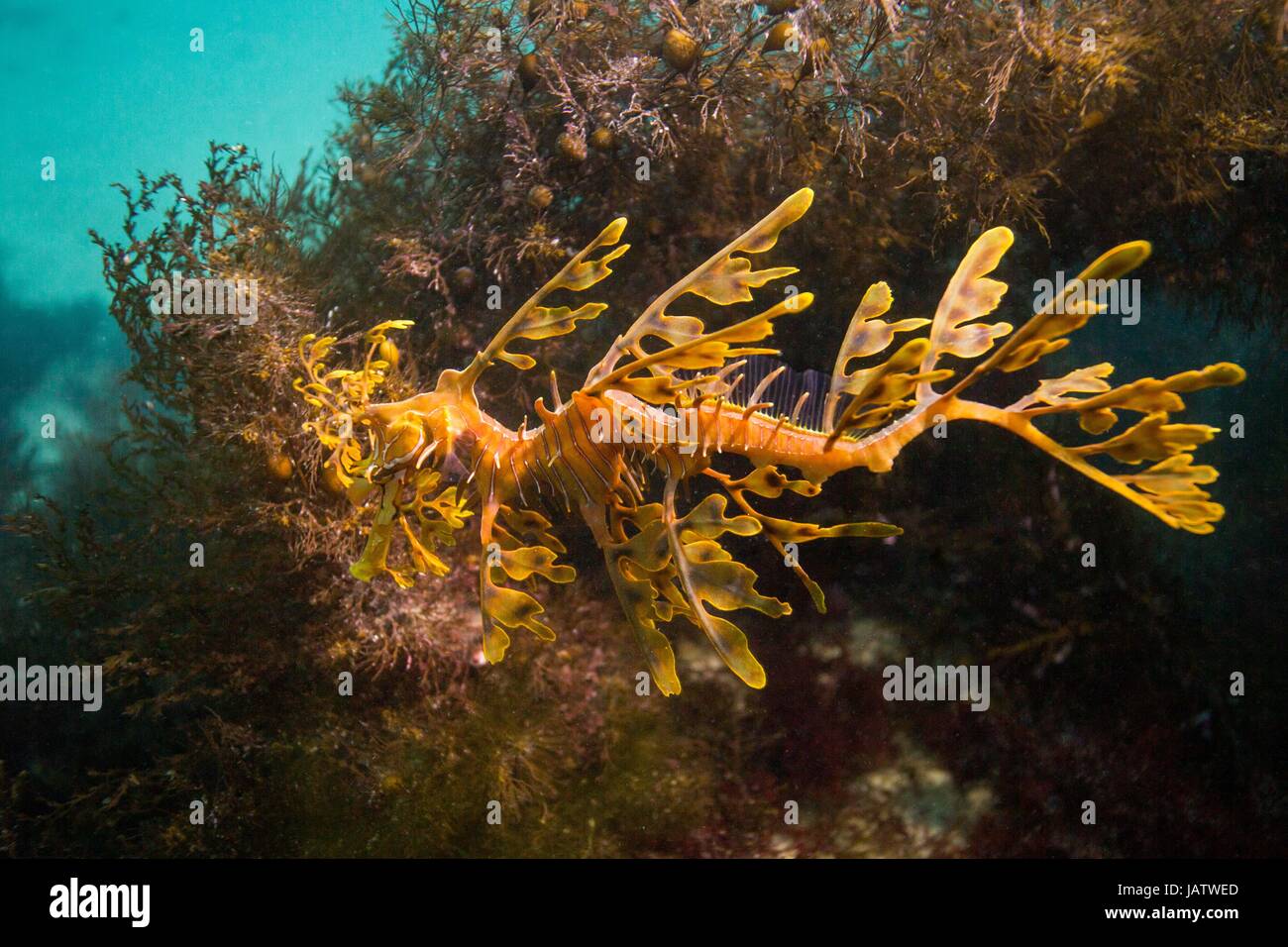 leafy sea dragon underwater macro Stock Photo