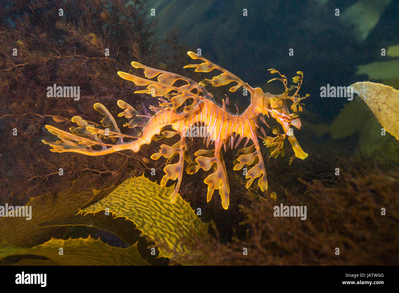 leafy sea dragon underwater macro Stock Photo - Alamy