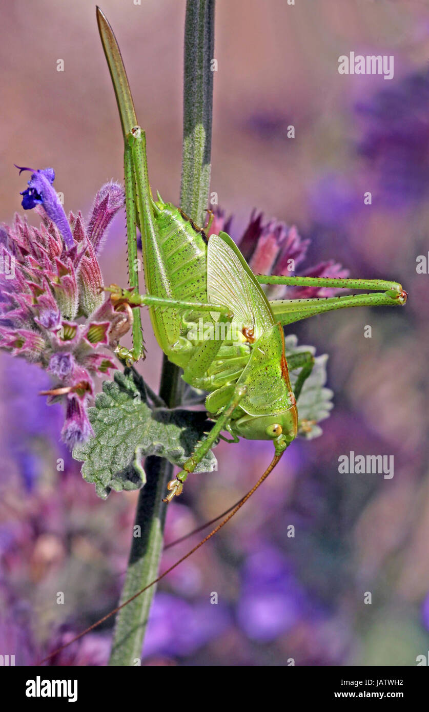 grasshoppers Stock Photo