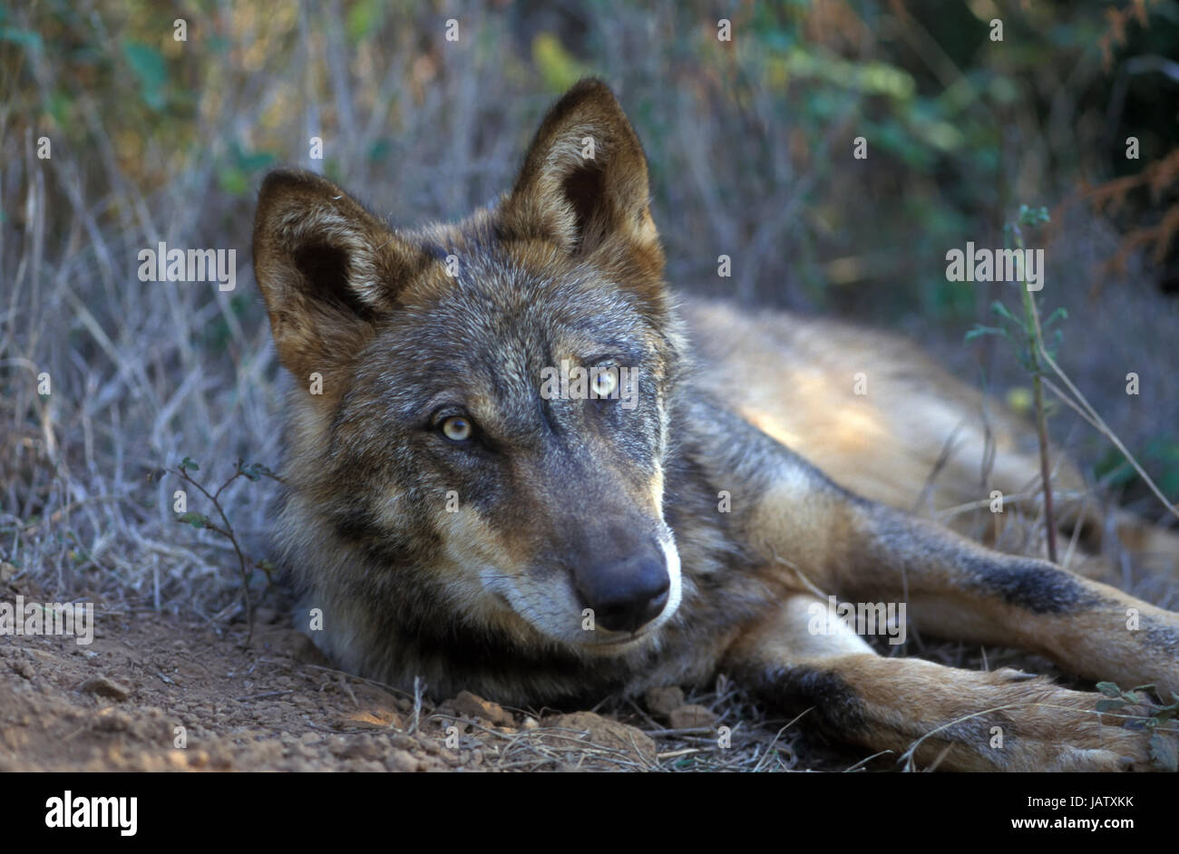 Iberian wolf (Canis lupus signatus). Iberian wolf it's an emblematic species of the Iberian fauna. Defecating. Portugal Stock Photo