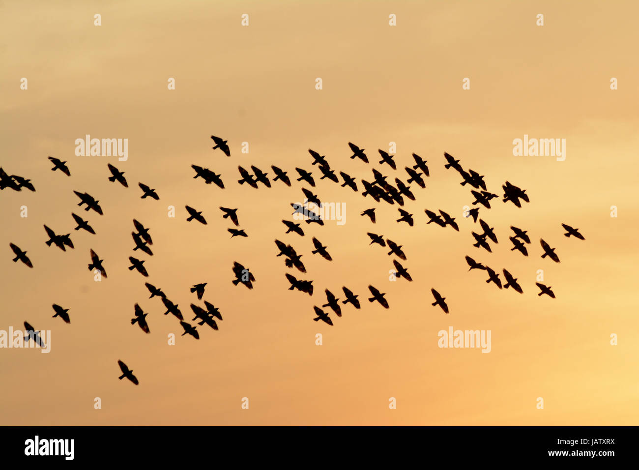 FLOCKING BEHAVIOR IN BIRDS IN EVENING Stock Photo