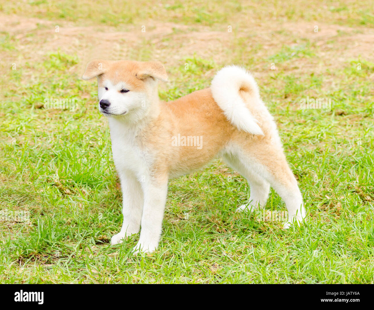 Samurai Dogs Hi res Stock Photography And Images Alamy