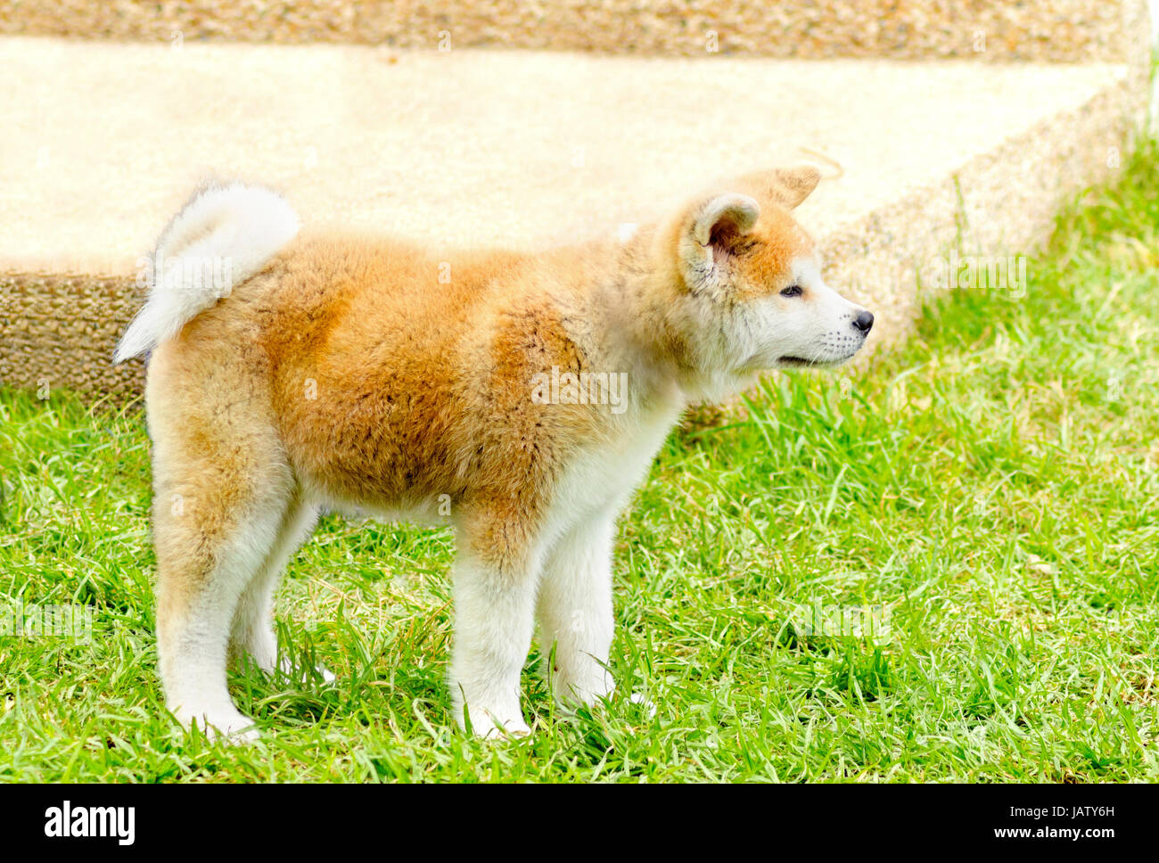 A profile view of a young beautiful white and red Akita Inu puppy dog