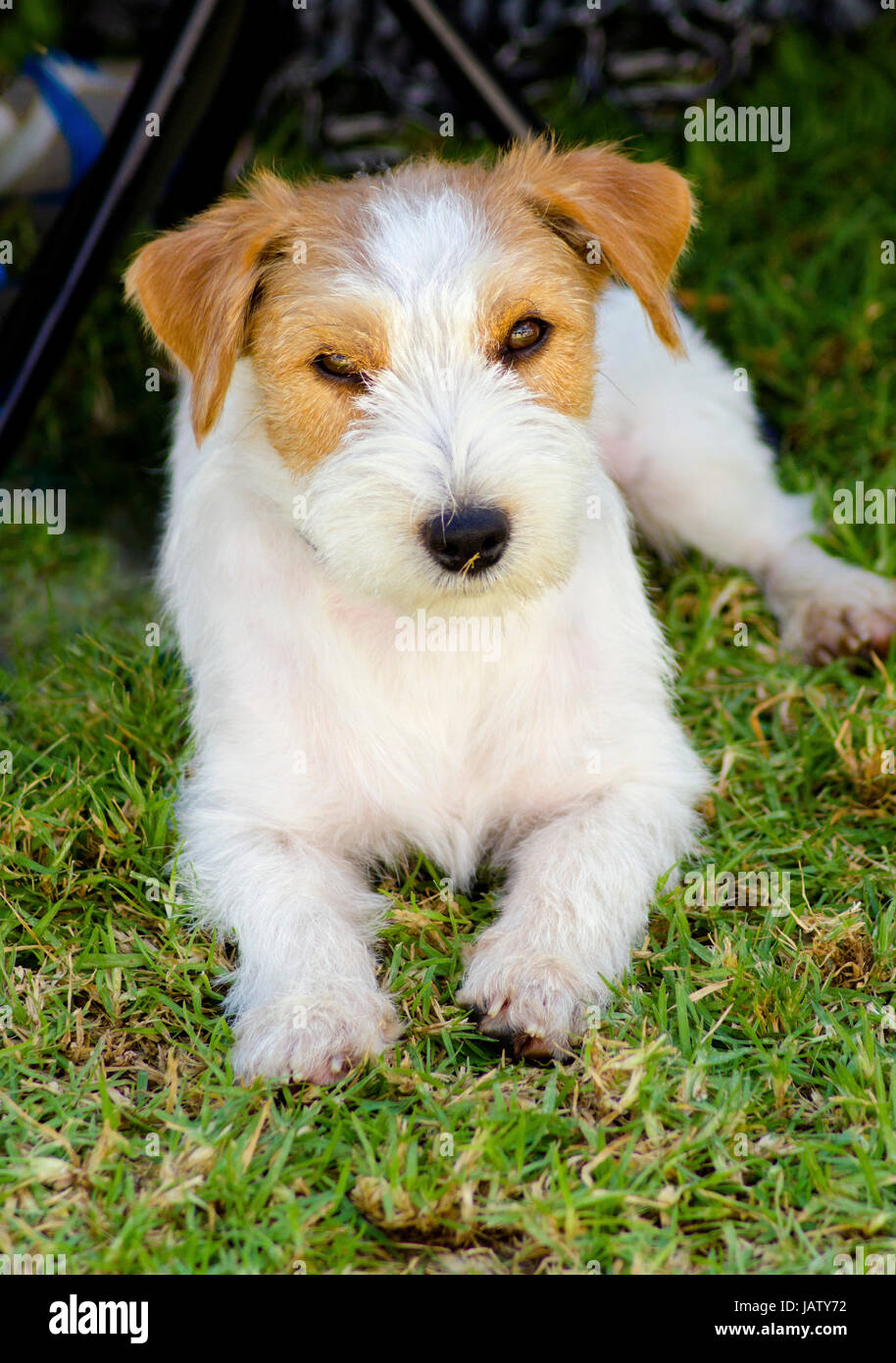 A small white and tan rough coated Jack Russell Terrier dog sitting on