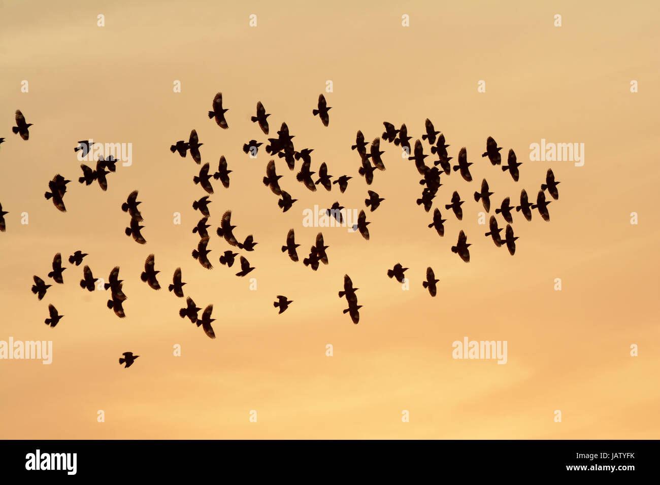 FLOCKING BEHAVIOR IN BIRDS IN EVENING Stock Photo Alamy