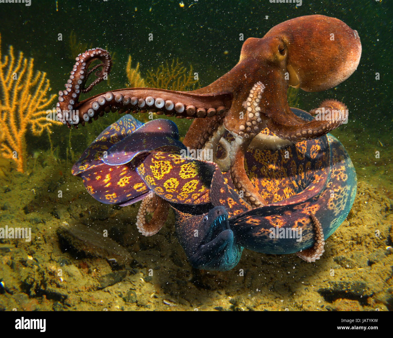 Octopus Fight High Resolution Stock Photography and Images Alamy