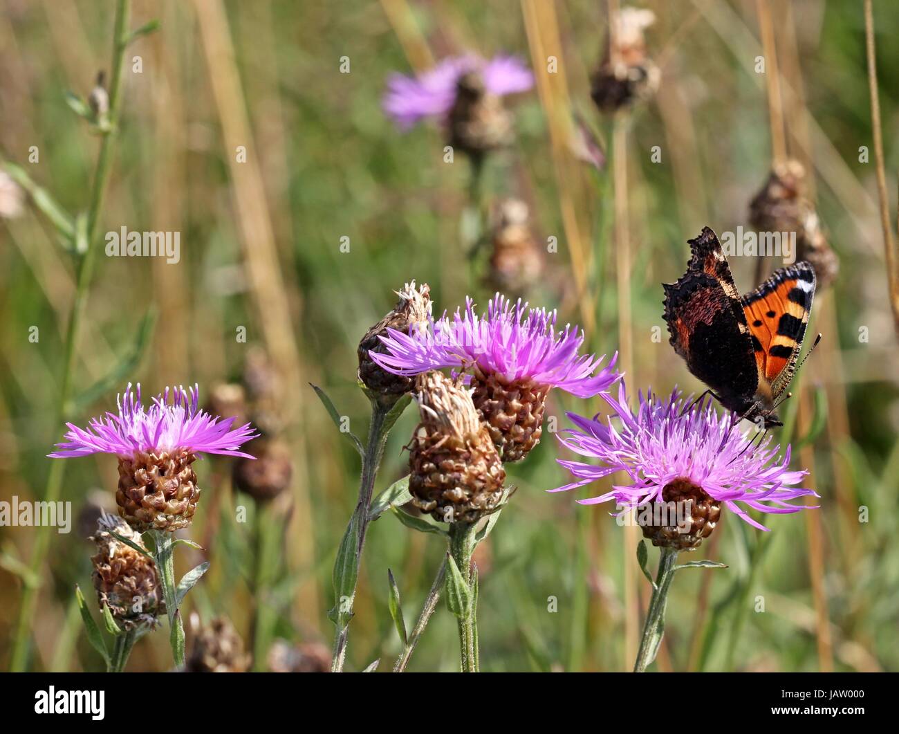 small fox (aglais urticae) on meadowflockenblume (centaurea jacea Stock ...