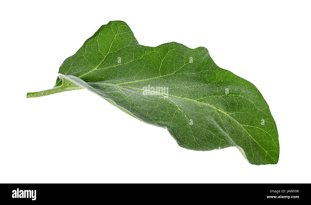eggplant leaf isolated on white background Stock Photo