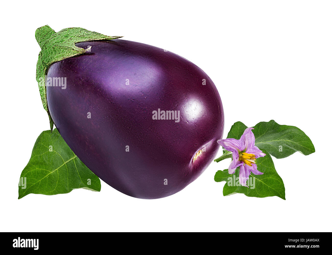 eggplant and eggplant   leaf and flower isolated Stock Photo