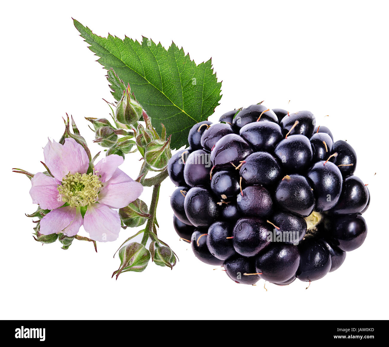 Blackberry and blackberry flower and foliage isolated Stock Photo
