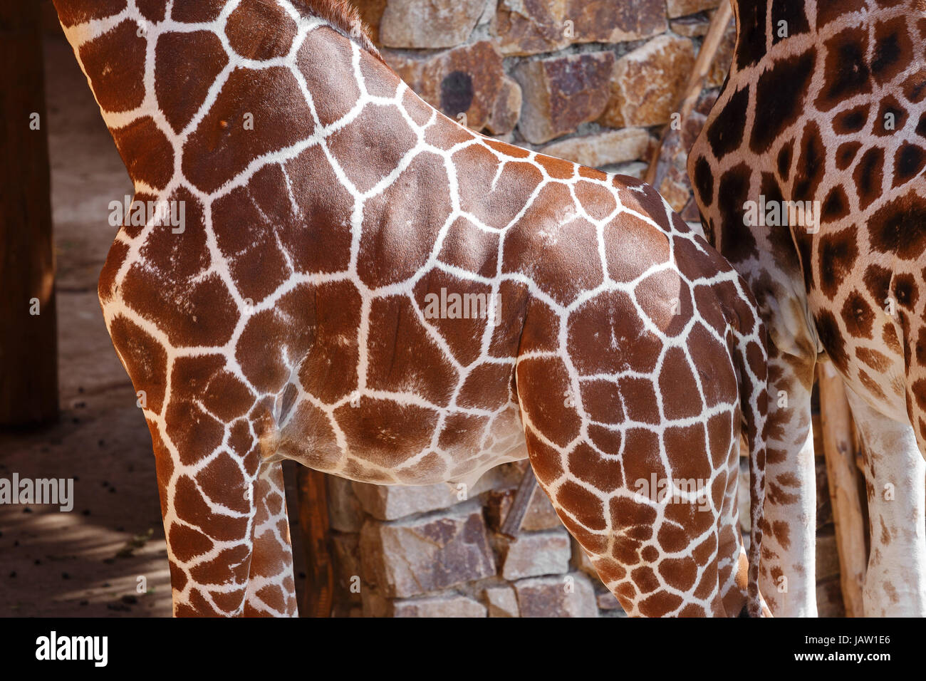 beautiful brown giraffe body skin texture with white lines Stock Photo - Alamy
