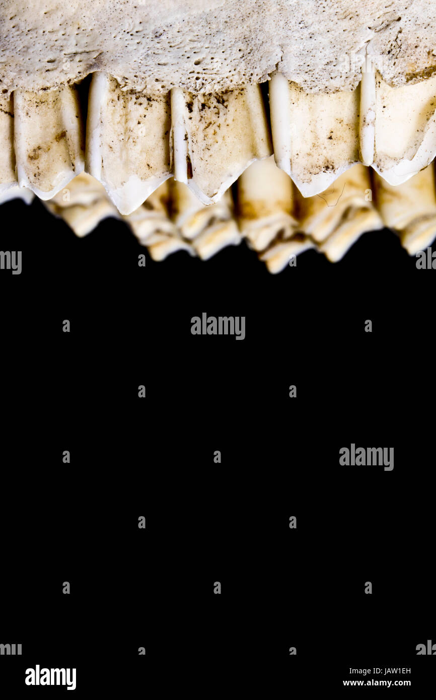 Herbivore Teeth High Resolution Stock Photography and Images Alamy